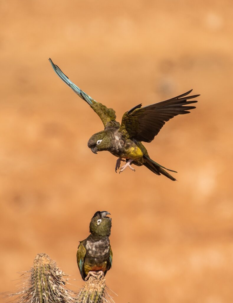 Loro Tricahue, por José Gerstle