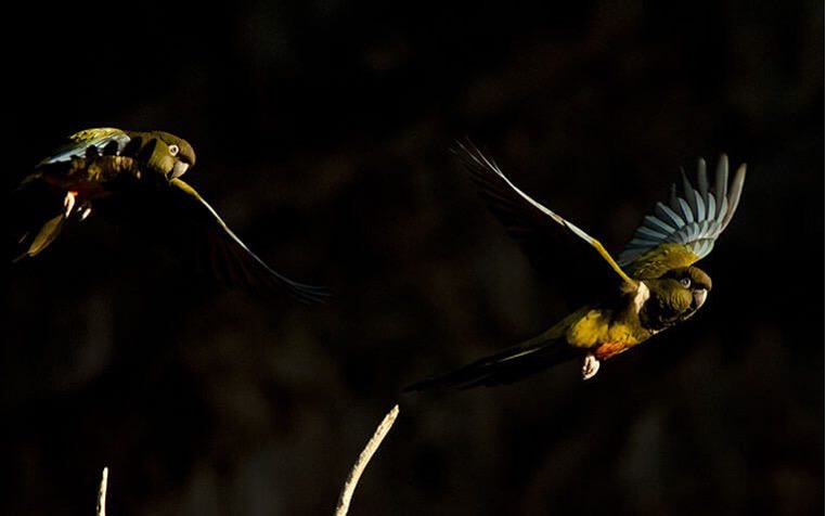 Loro Tricahue, por José Gerstle