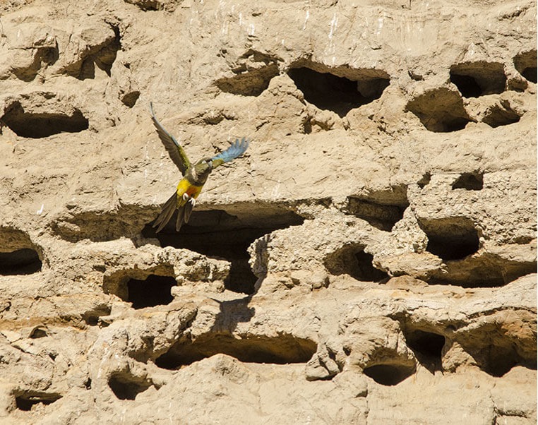 Loro Tricahue, por José Gerstle