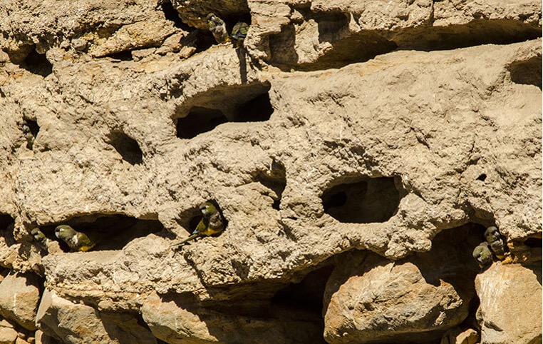 Loro Tricahue, por José Gerstle
