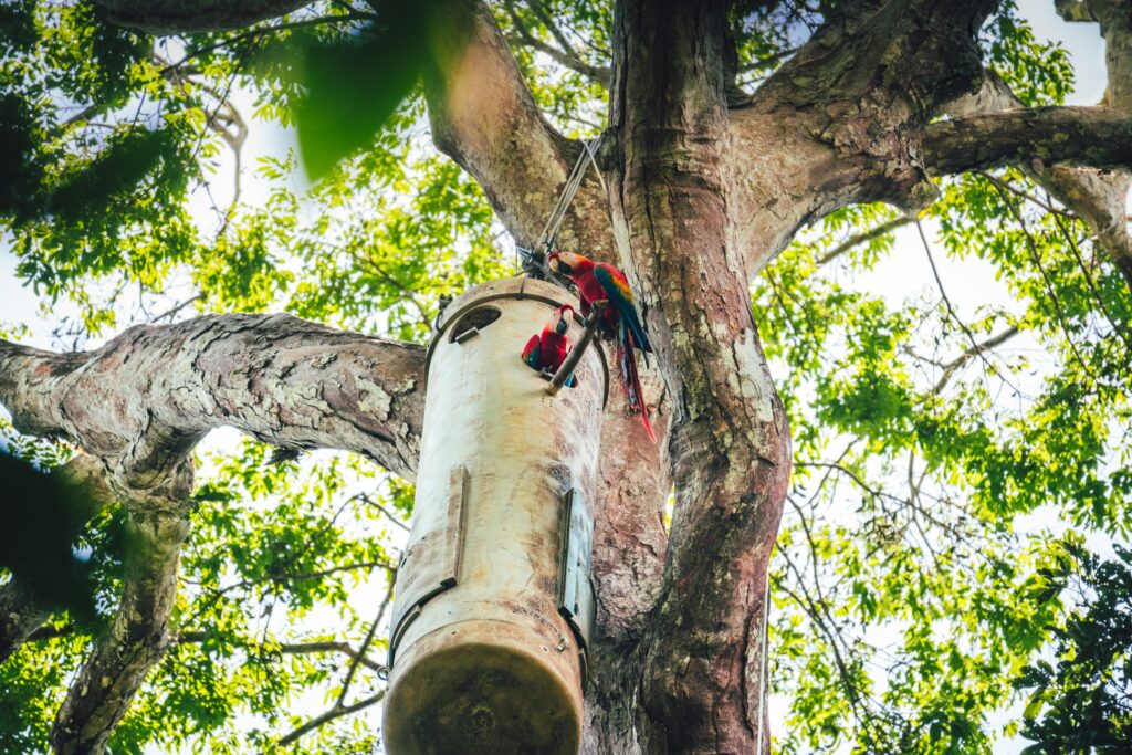 Guacamayos Rojos a las afueras del nido artificial.