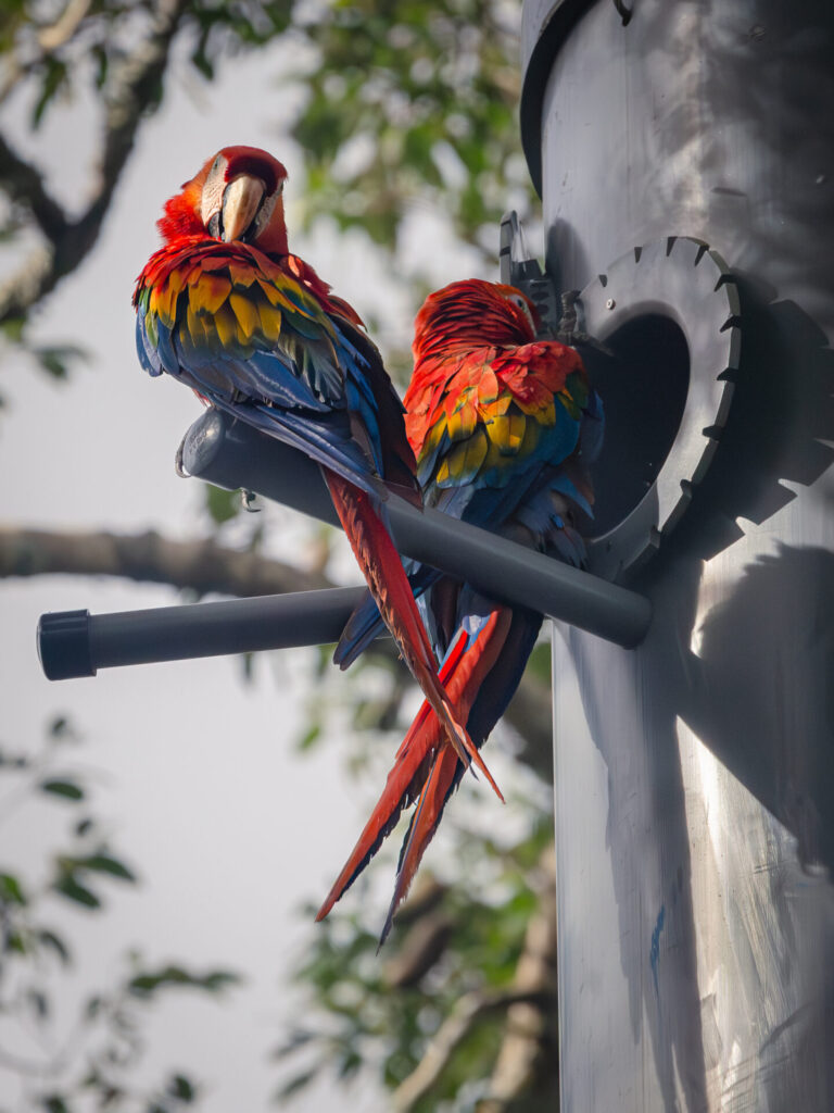 Guacamayos adultos cuidando el nido.