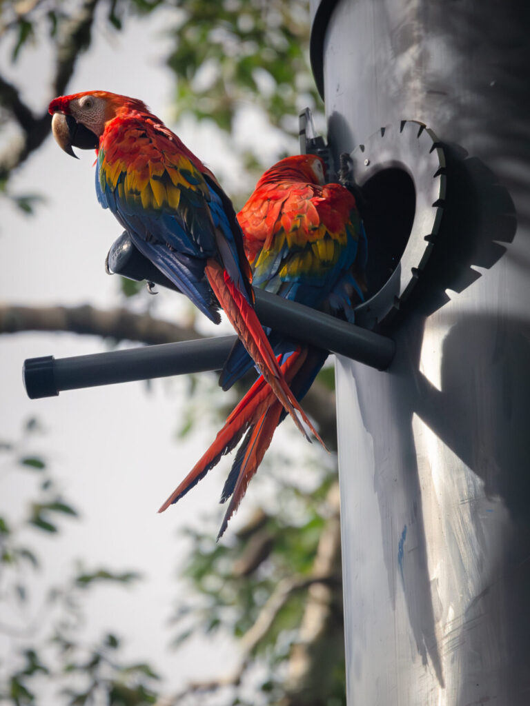 Guacamayos rojos cuidando su nido.