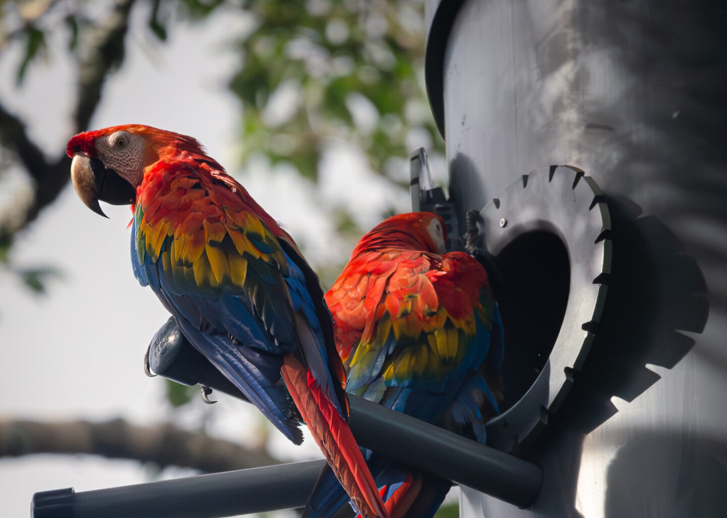 Lanzan el primer live streaming de nidos artificiales de guacamayos en Madre de Dios, Perú