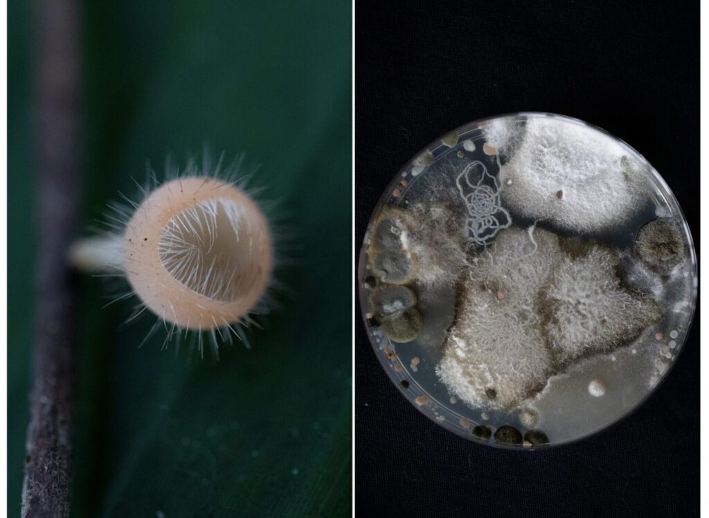 Fotografía de los hongos expuestos.