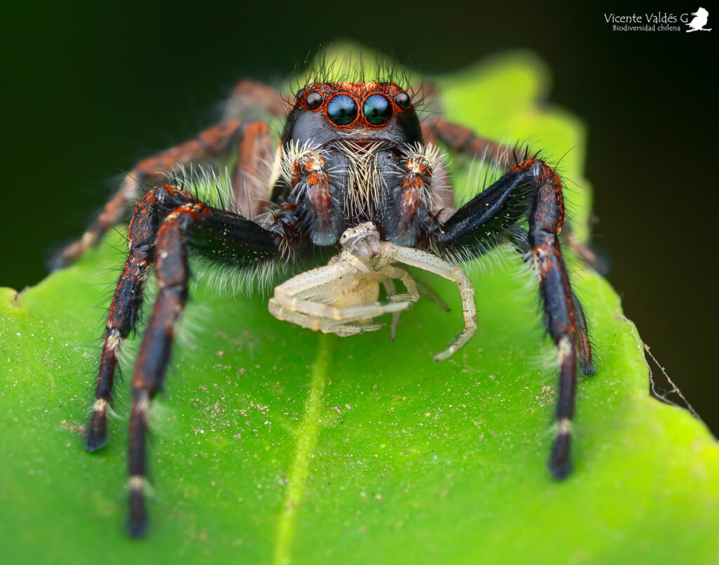 Subtipos de arañas saltarinas