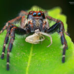 Subtipos de arañas saltarinas