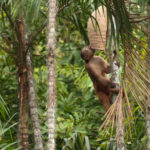 Mono capuchino (Género Cebus). Créditos: Humberto Castillo.