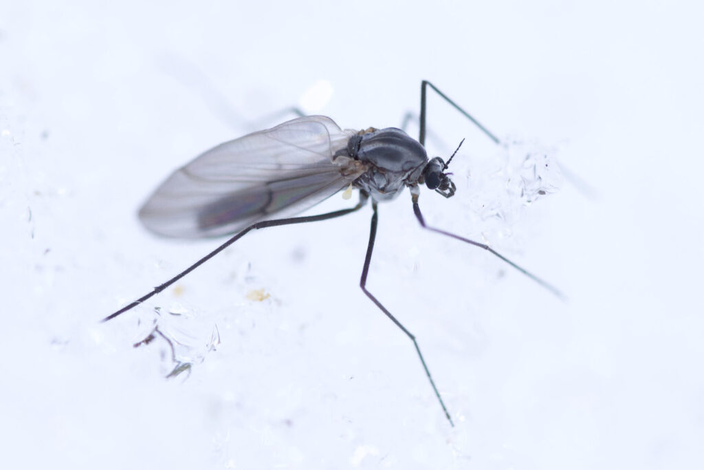 Subfamilia Diamesinae. Créditos (CC-BY): Owen Strickland, vía INaturalist.