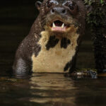 Nutria gigante (Pteronura brasiliensis). Créditos: Humberto Castillo.