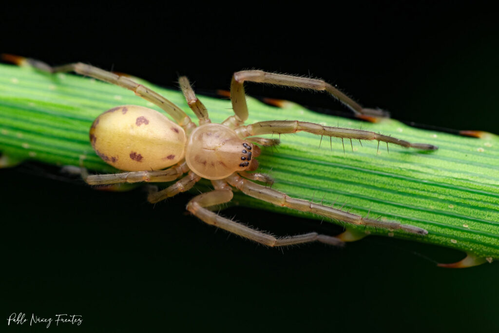 Olbus sp. fam Corinnidae en chupón. Créditos: ©Pablo Núñez Fuentes @aranas_de_chile