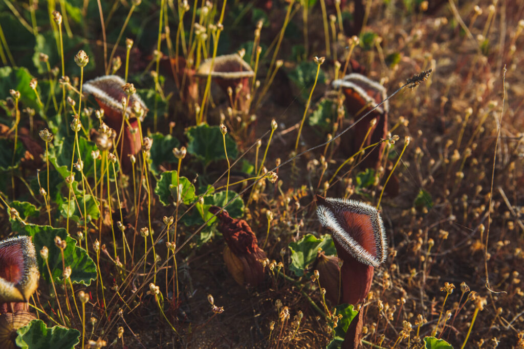 Oreja de zorro (Aristolochia chilensis) - Desierto Florido 2017. Créditos: ©Amelia Ortúzar @ameliaortuzarfotografia