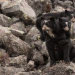 Oso andino (Tremarctos ornatus). Créditos: Humberto Castillo