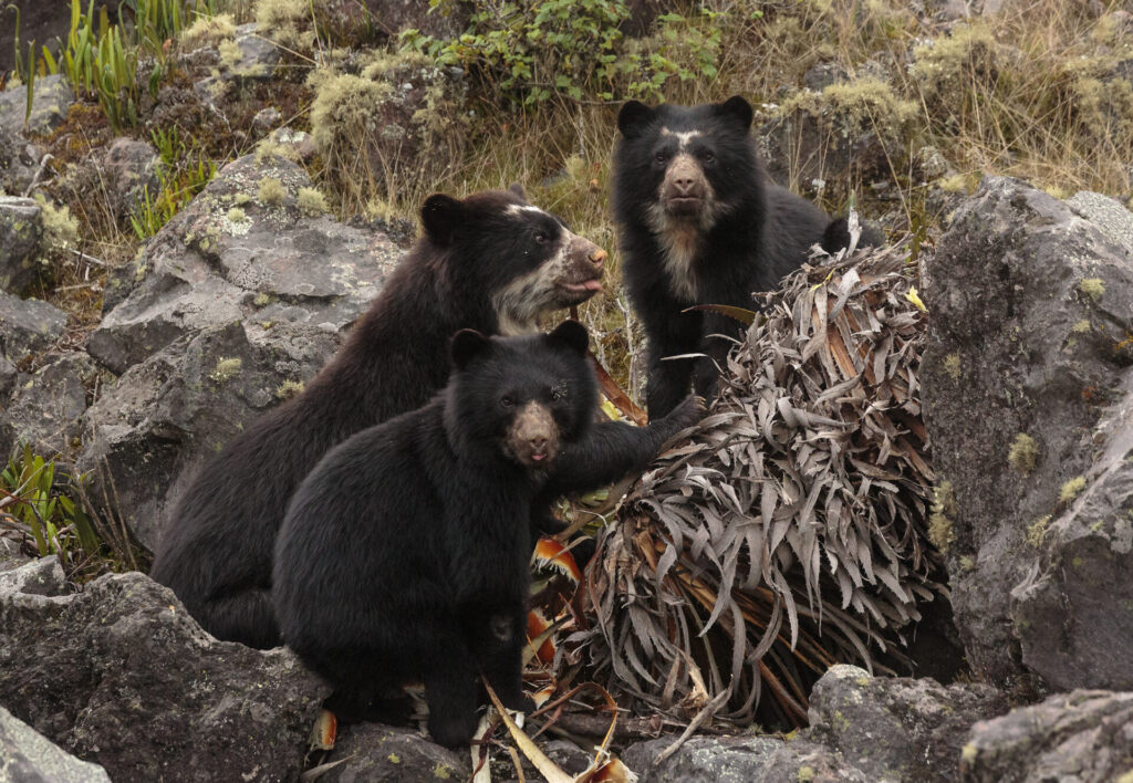 Oso andino (Tremarctos ornatus). Créditos: Humberto Castillo