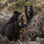 Oso andino (Tremarctos ornatus). Créditos: Humberto Castillo