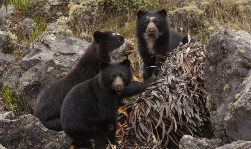 Desde la selva costera del Chocó hasta la Amazonía: Una mirada fotográfica a animales emblemáticos del Ecuador 