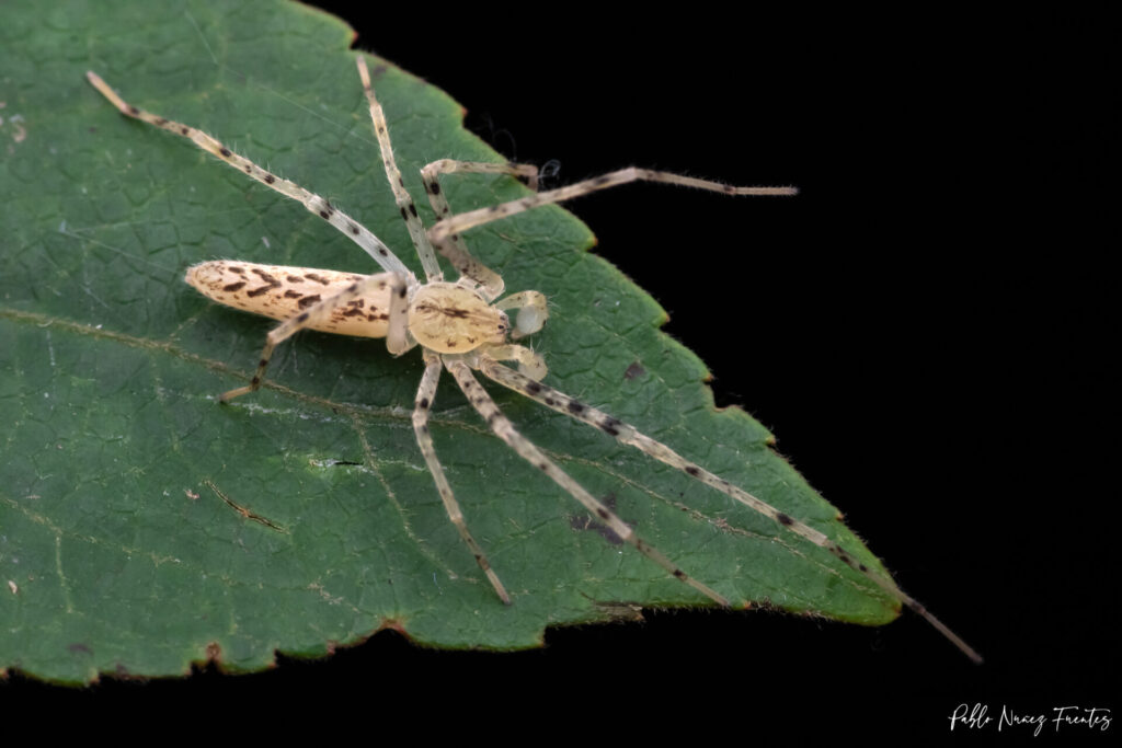 Oxysoma cf. punctatum en chupón. Créditos: ©Pablo Núñez Fuentes @aranas_de_chile