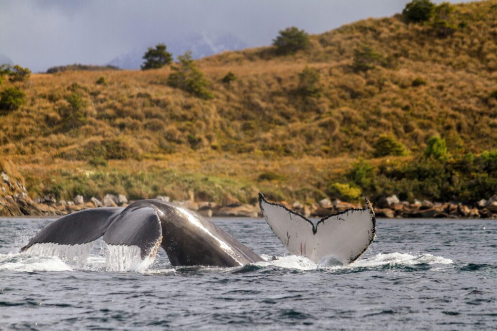 Parque Francisco Coloane