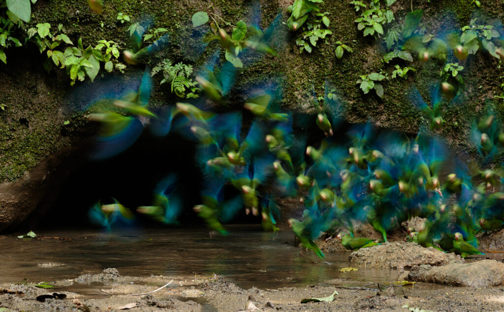 Perico-alicobáltico (Brotogeris cyanoptera). Créditos: Humberto Castillo.