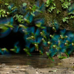 Perico-alicobáltico (Brotogeris cyanoptera). Créditos: Humberto Castillo.