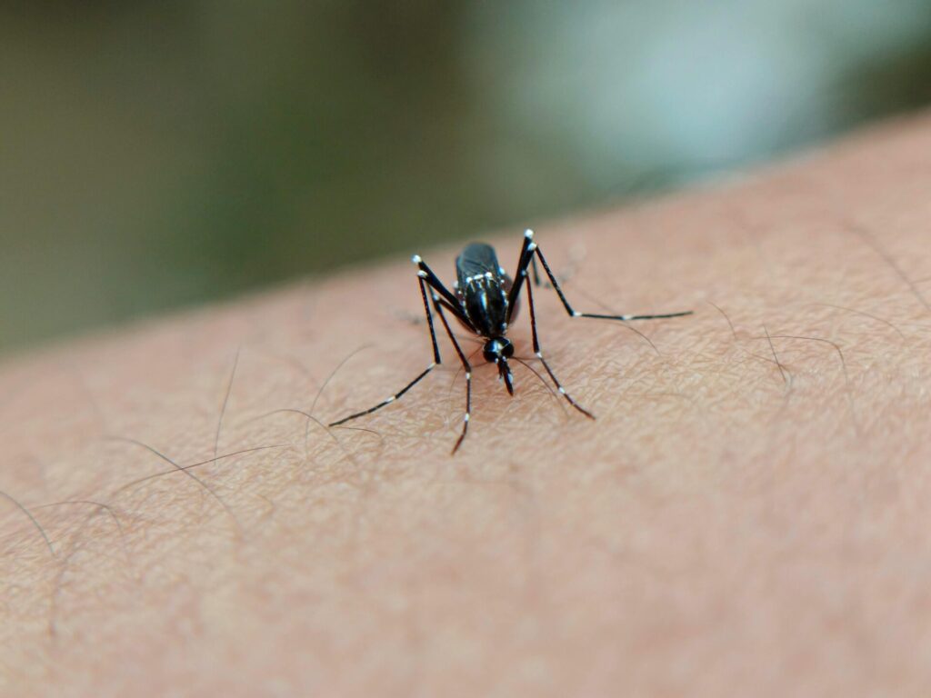 Mosquito del dengue, Pexels