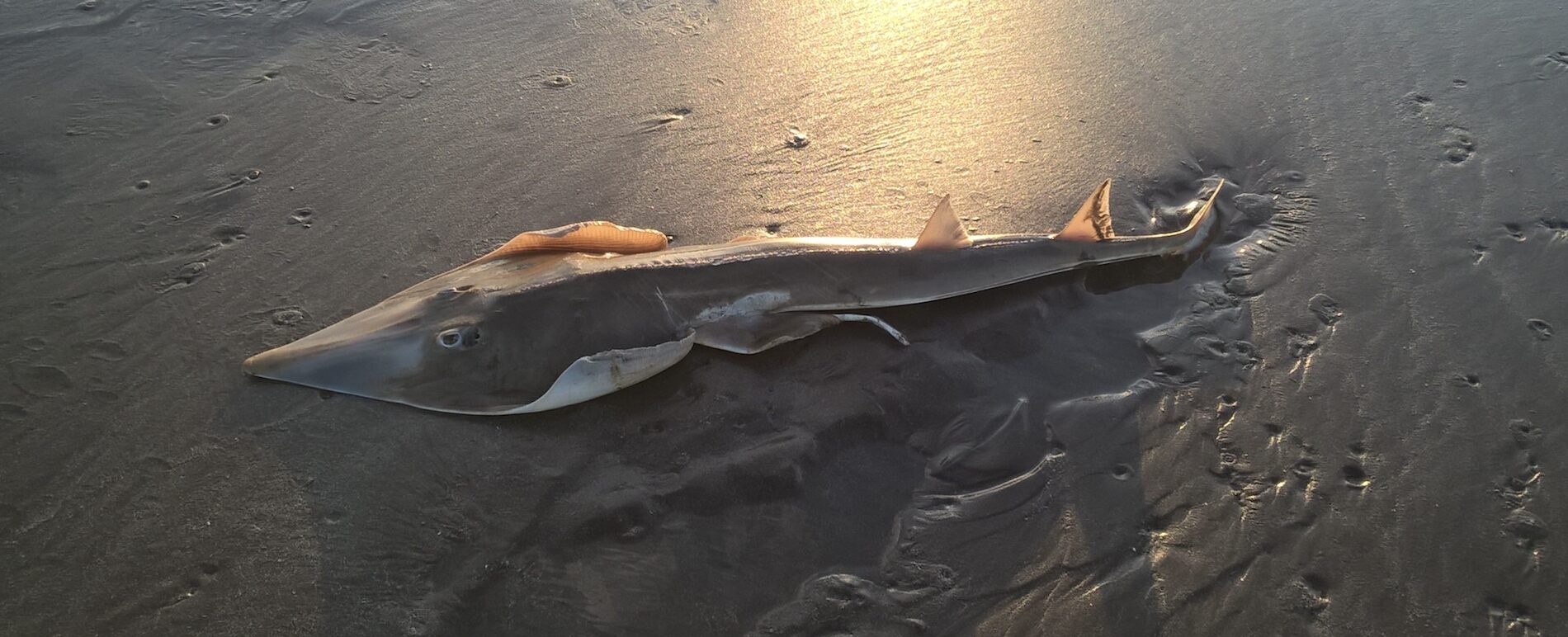 Pez guitarra: Científicos y pescadores deportivos de Argentina se unen para proteger a esta singular especie del Atlántico