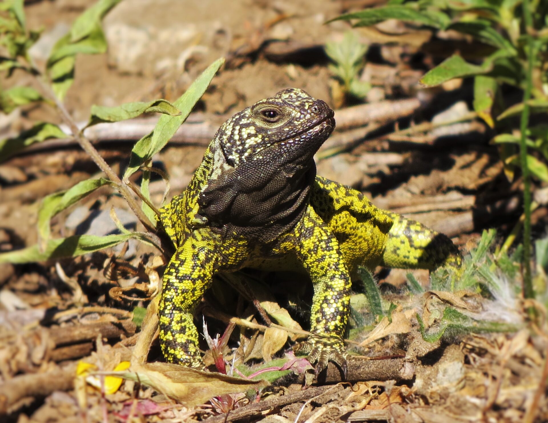 Tinguiririca, un lugar unido por el río: Explorando la belleza e historia de una cuenca en la zona central de Chile