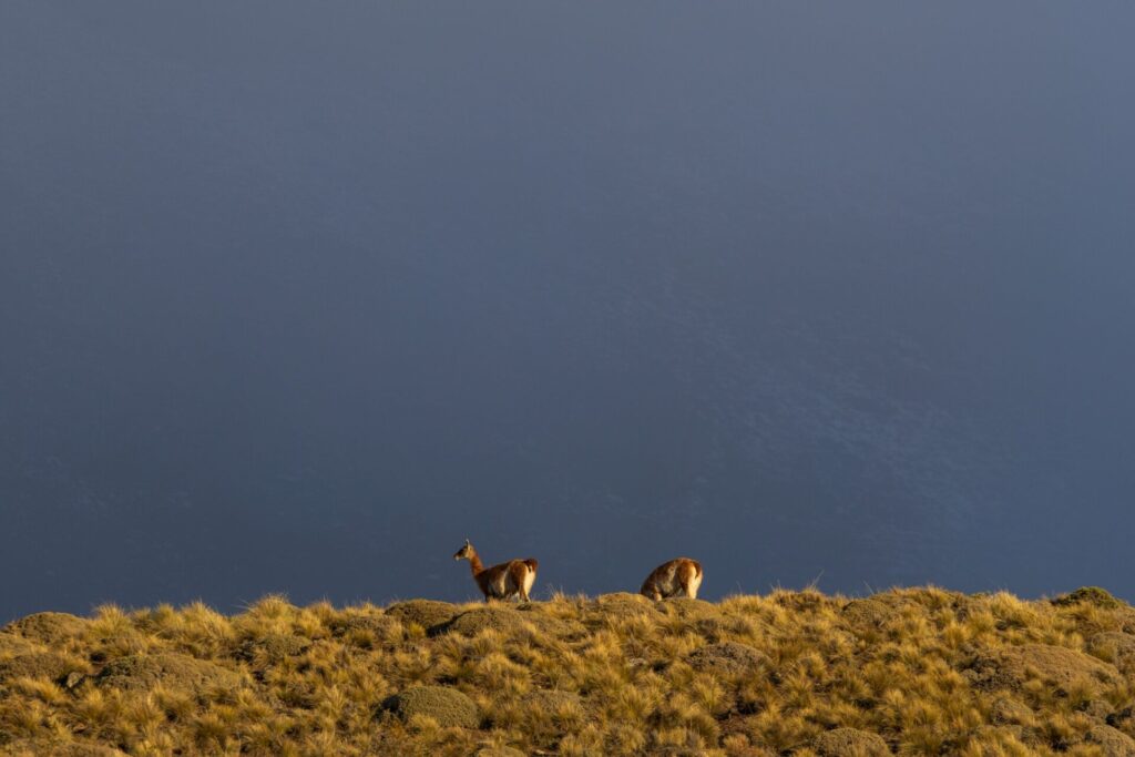 Parque Nacional Patagonia