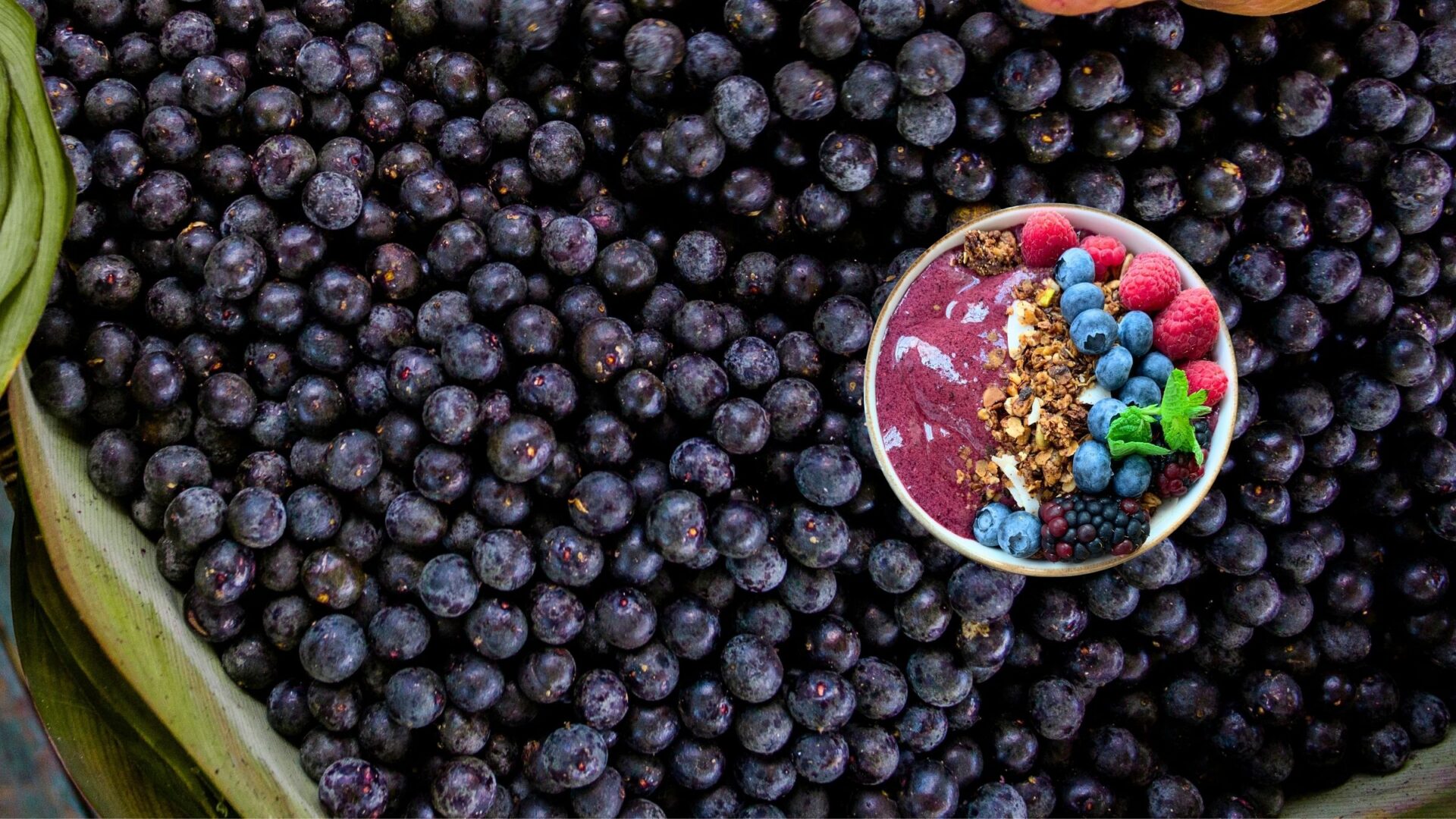 Detrás del boom del açaí y su impacto ambiental: El famoso fruto amazónico que se convirtió en superalimento