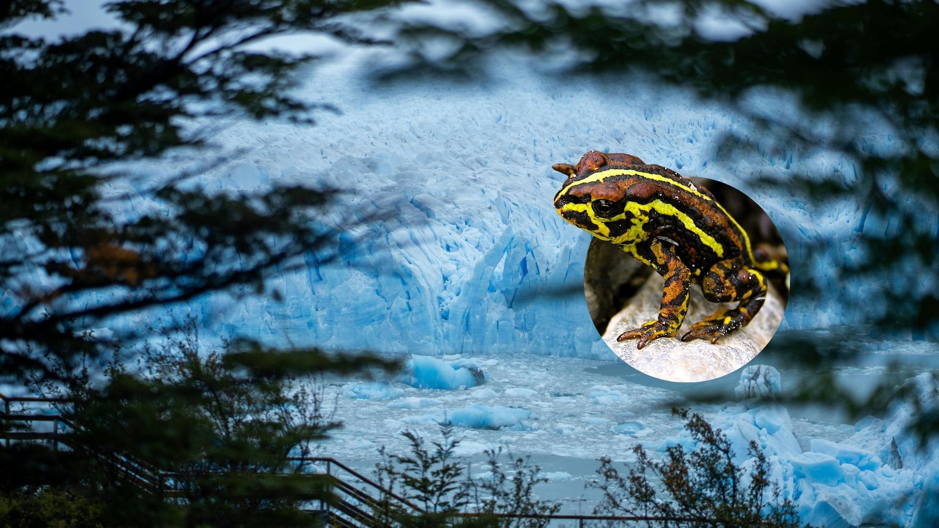 DÍA DE LOS GLACIARES | Vida en el hielo: Conociendo la biodiversidad que resiste en glaciares y zonas periglaciares 
