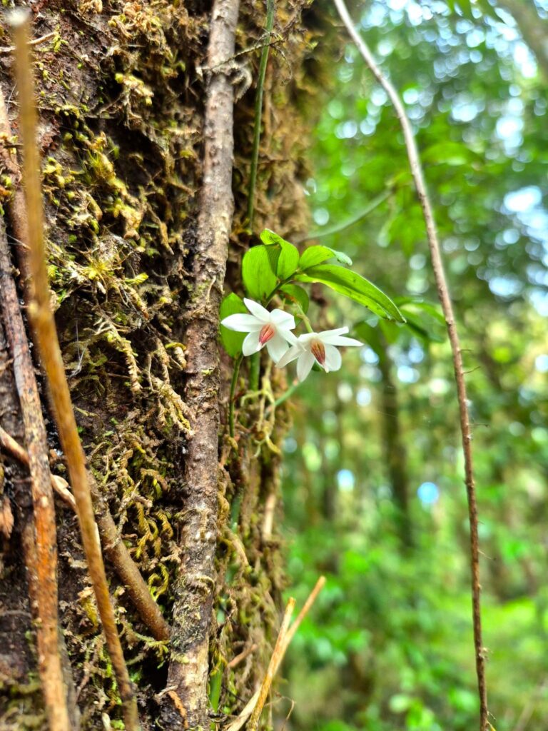 quilineja (Luzuriaga radicans). Travesía de 11 kilómetros hacia Caleta Huellelhue, Región de Los Lagos. Créditos: ©Proyecto GEF Incentivos para la Conservación y Centro de Pesca Sustentable