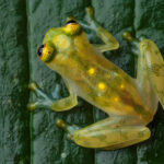 Rana de cristal (familia Centrolenidae). Créditos: Humberto Castillo