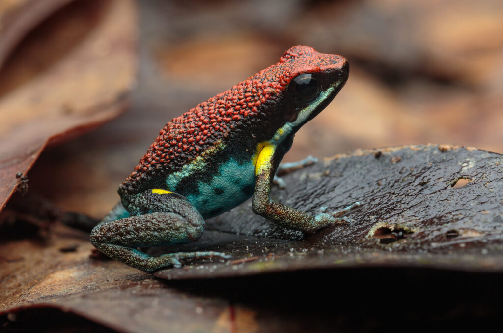 Rana-venenosa-ecuatoriana Ameerega bilinguis