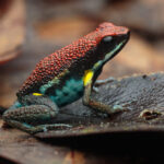 Rana-venenosa-ecuatoriana Ameerega bilinguis