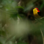 Saltarín cola de alambre (Pipra filicauda). Créditos: Humberto Castillo.