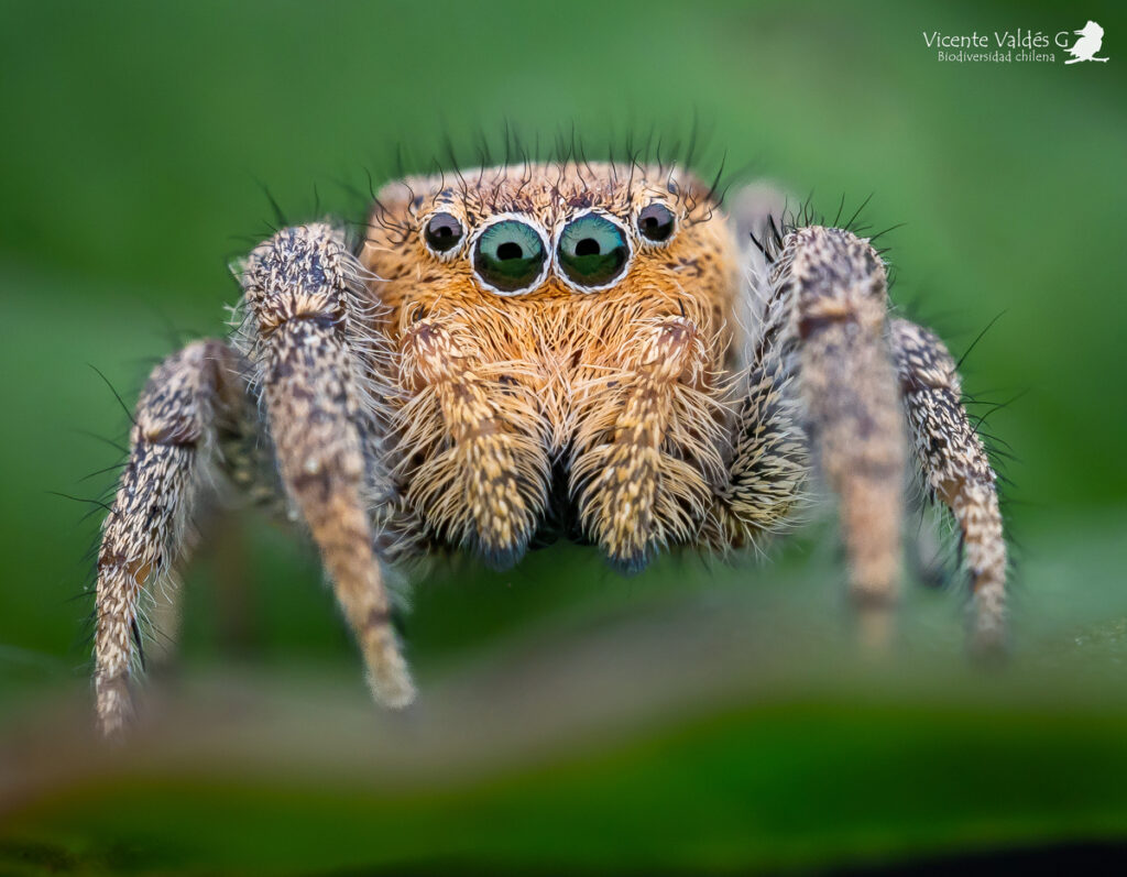 Subtipos de arañas saltarinas
