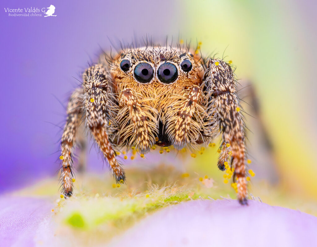 Subtipos de arañas saltarinas