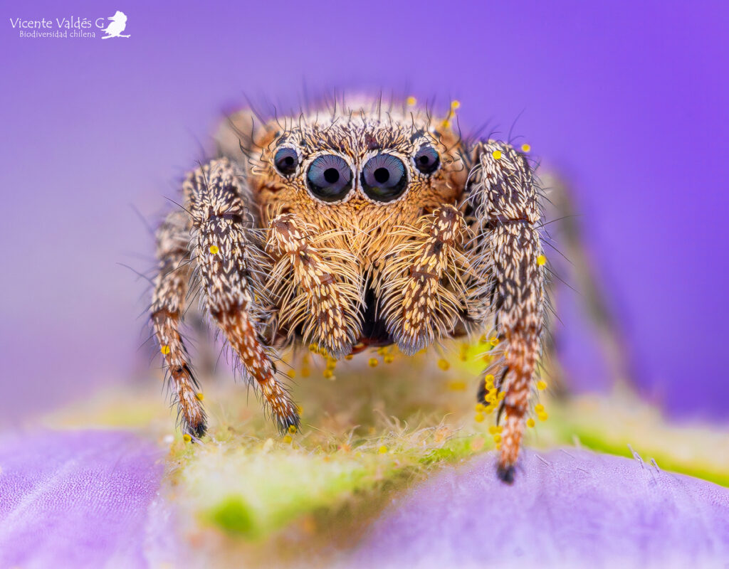 Subtipos de arañas saltarinas