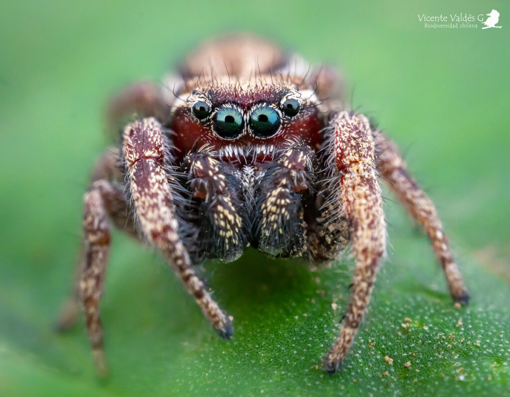 Subtipos de arañas saltarinas