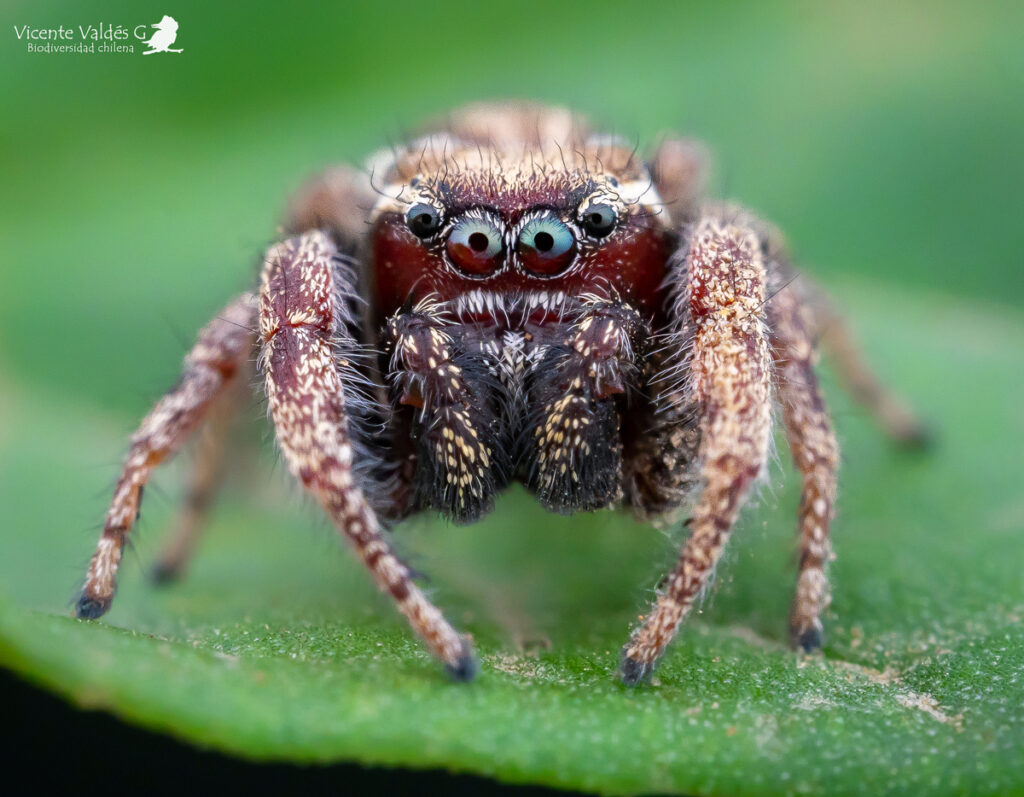 Subtipos de arañas saltarinas