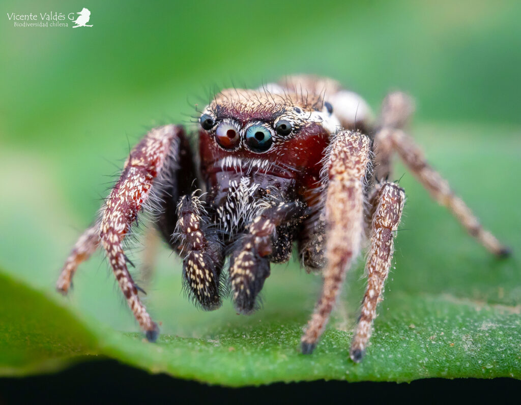 Subtipos de arañas saltarinas