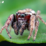 Subtipos de arañas saltarinas