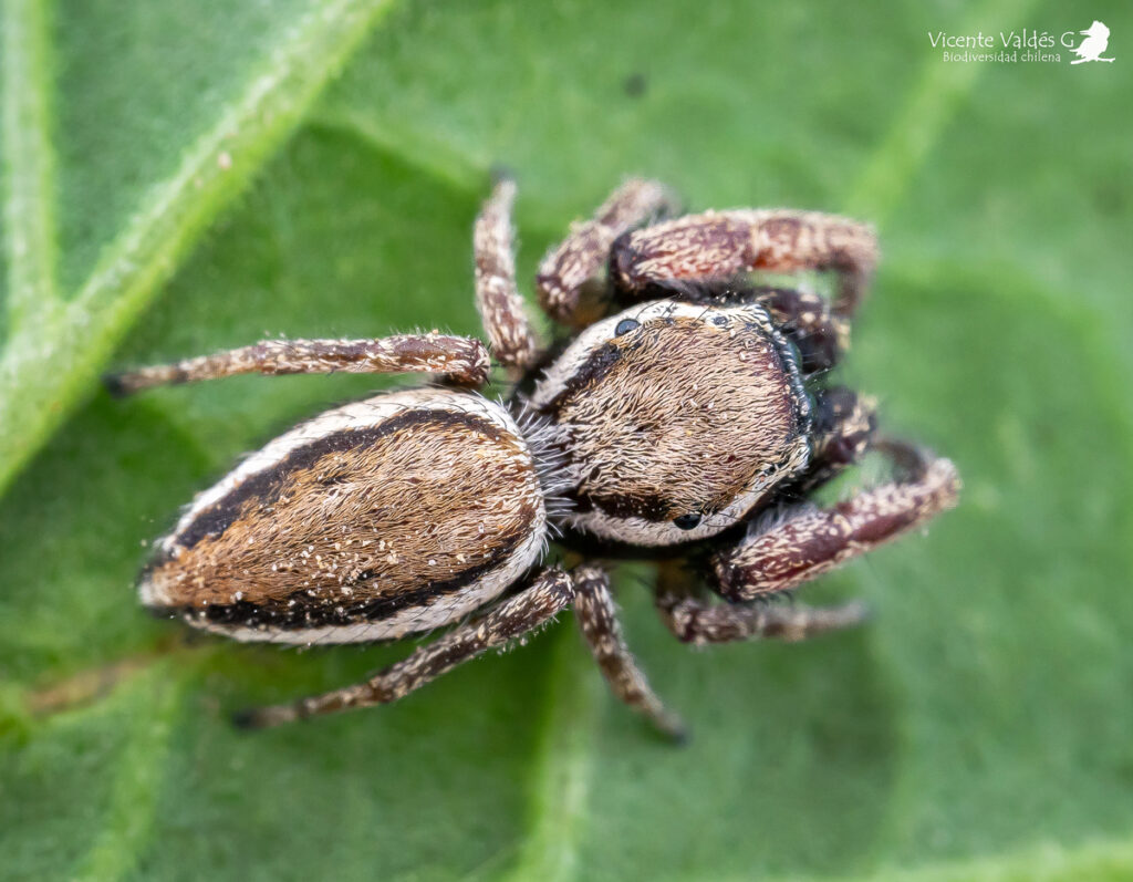 Subtipos de arañas saltarinas