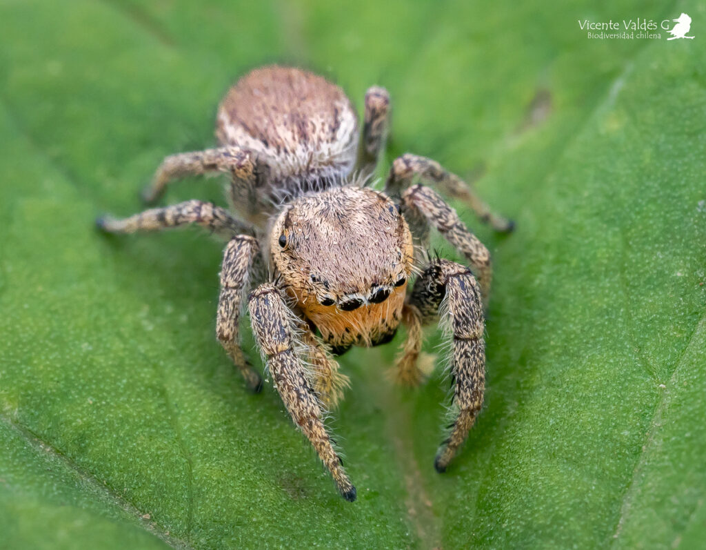 Subtipos de arañas saltarinas