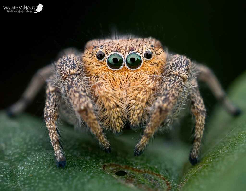 Subtipos de arañas saltarinas