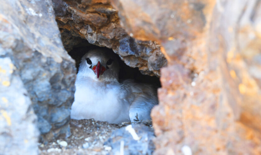 Archipiélago de las Desventuradas: Nueva expedición busca proteger especies únicas en uno de los ecosistemas más aislados de Chile