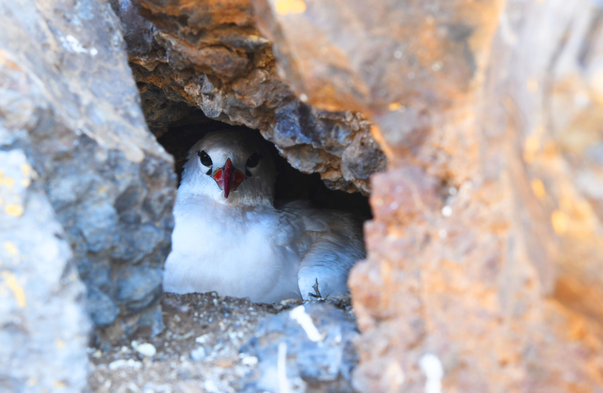Archipiélago de las Desventuradas: Nueva expedición busca proteger especies únicas en uno de los ecosistemas más aislados de Chile
