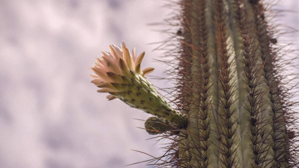 Santuario Serranía del Ciprés