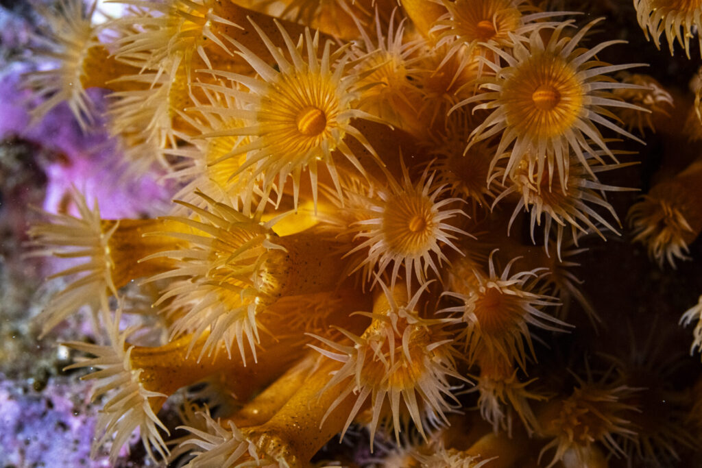 Robinson Crusoe. Créditos: Andy Mann