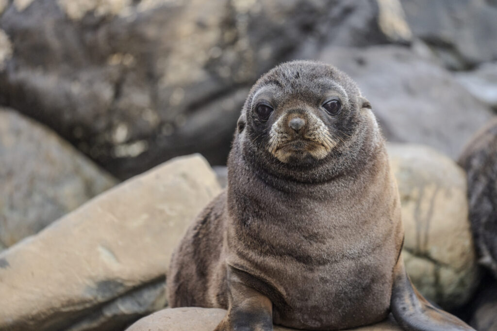 Robinson Crusoe. Créditos: Andy Mann